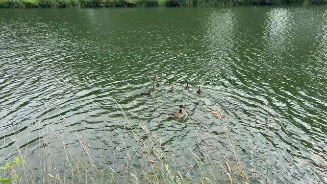 ducks in the pond