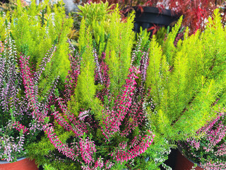 Heather flowers, Calluna vulgaris, Erica arborae, white and pink within light green fragile needle...