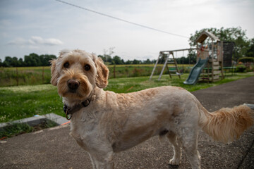 dog in countryside garden