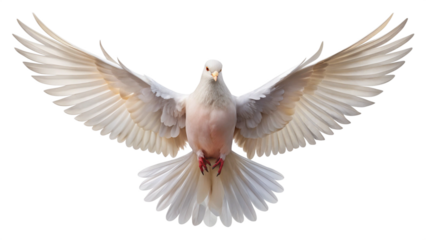 dove isolated on white background