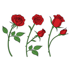 Unique Velvety Red Rose Designs – Different Shapes, Natural Curves, and Elegant Petals