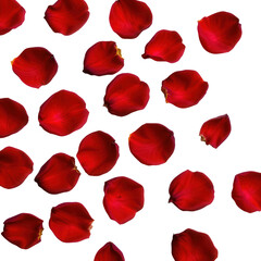 Red Rose Petals on a Black Background for Romantic Decorations