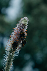 bumblebee on a plant