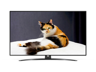 Smart tv with tricolor cat on screen