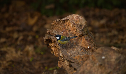 Great tit on branch