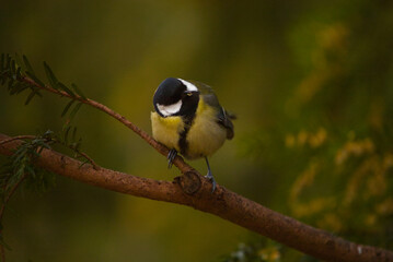 Great tit on branch