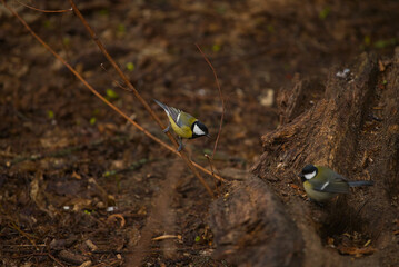 Great tit on branch