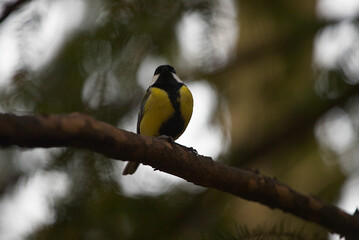Great tit on branch