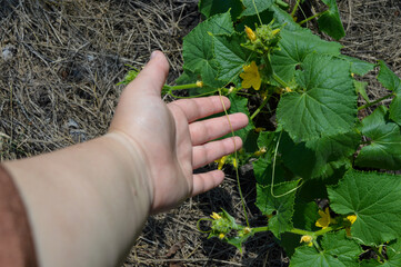 hand holding young cucumber sprout with yellow flower in summer garden close up organic farming and...