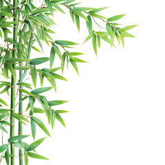 Obraz premium Fresh Green Bamboo Stalks and Leaves PNG