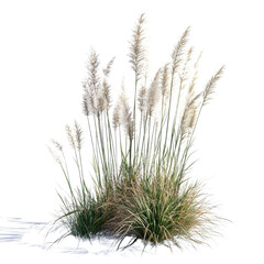Obraz premium Fluffy White Pampas Grass Bush Isolated on a Transparent Background PNG