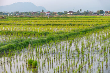 Young rice plants growing in flooded paddy field near village at sunset, Chiang Mai, Thailand. Traditional agricultural and rural landscape, Asia. Agriculture and traditional rice farming