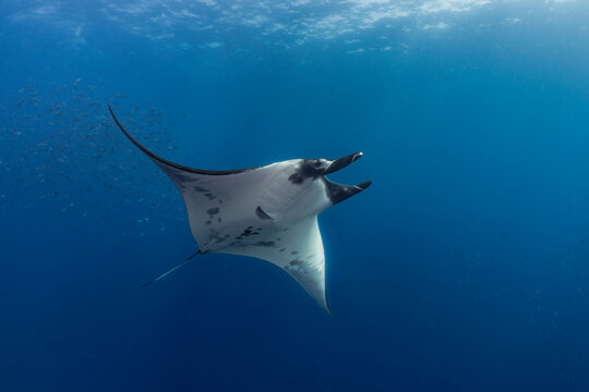Giant Oceanic Manta Ray in the Galapagos