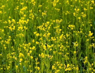 Blooming mustard