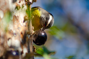 Cambacica (Coereba flaveola), a beautiful Cambacica enjoying itself with jabuticabas on a tree in...