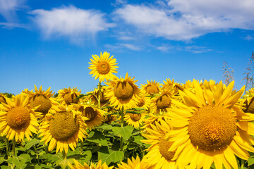 Campo di girasoli