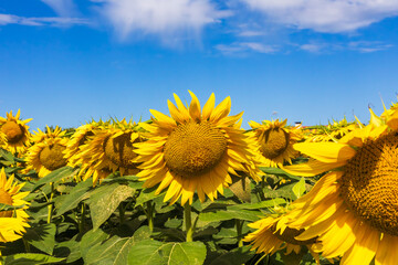 Campo di girasoli