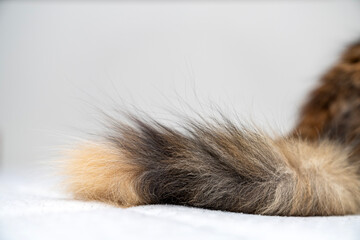 Obraz premium Tabby long hair cat tail isolated on white background. pet ownership, pet friendship concept. Pets friendly and care concept.
