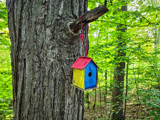 A vibrant red, blue, and yellow homemade birdhouse hangs from a broken tree limb in a sunlit forest. The handcrafted wooden house contrasts beautifully with the lush, natural woodland background.