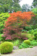 善峯寺の紅葉