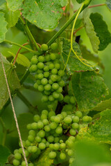 Green grape clusters growing on a vine Vertical