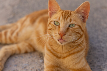 Un chat tigré se repose tranquillement sous le soleil d'une après-midi en été.