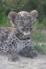 Leopard in grass