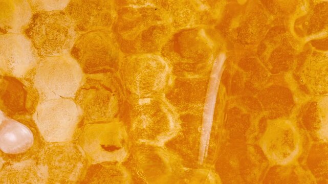 Golden honey flowing down honeycombs. Close-up of wax honeycombs. Shooting macro. Healthy eating concept.