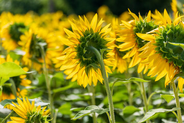 Campo di girasoli