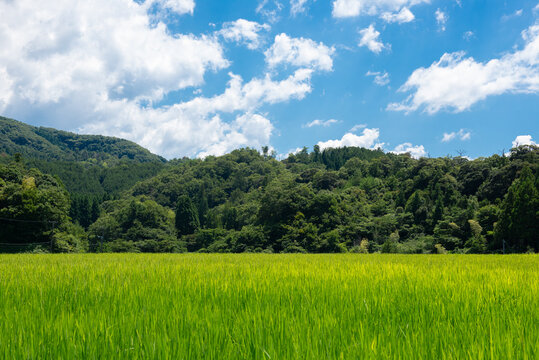 里山の田んぼ