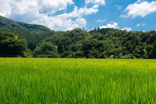 里山の田んぼ