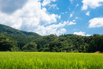 Fototapeta premium 里山の田んぼ