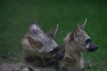 Aardwolf Maned Hyena