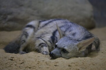 Aardwolf Maned Hyena