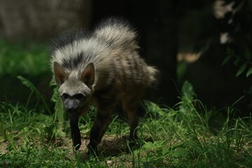 Aardwolf Maned Hyena