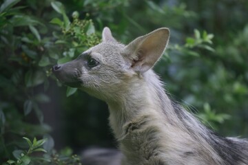 Aardwolf Maned Hyena