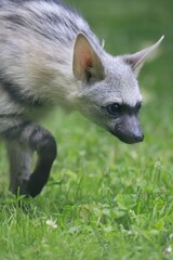 Aardwolf Maned Hyena