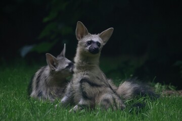 Aardwolf Maned Hyena