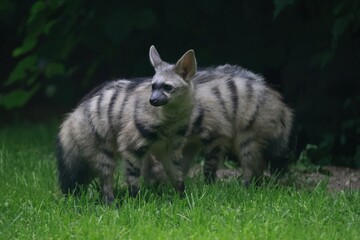 Aardwolf Maned Hyena