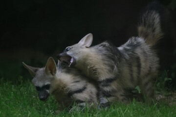 Aardwolf Maned Hyena