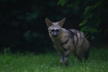 Aardwolf Maned Hyena