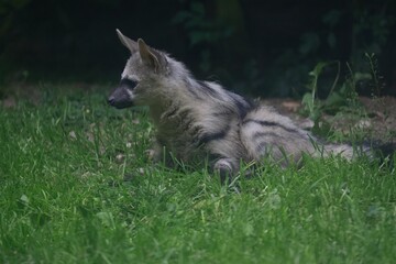 Aardwolf Maned Hyena