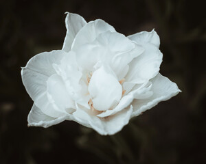 White Tulip in Monochrome Elegance