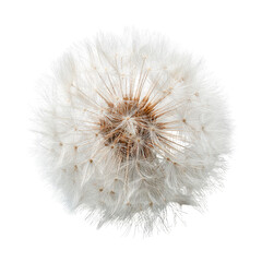 Close-up of a dandelion seed head (8)