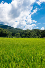 Obraz premium 里山の棚田