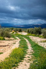 The rural fields glow with magical green hues, creating a serene and picturesque natural landscape in the province of Granada, Spain,