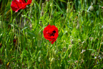 Vibrant red poppies bloom across a lush green field, creating a striking and colorful natural...