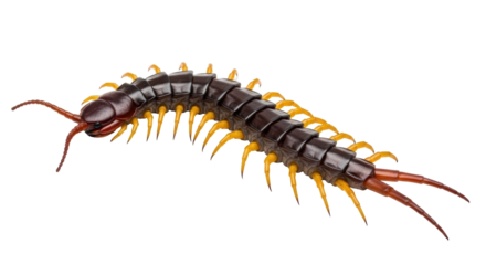 Isolated centipede insect profile