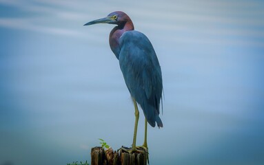 great blue heron