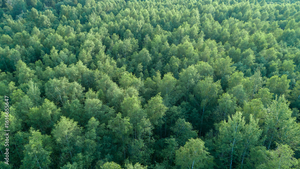 Poster lush green forest with trees of various sizeslush green forest with trees of different sizes aerial 